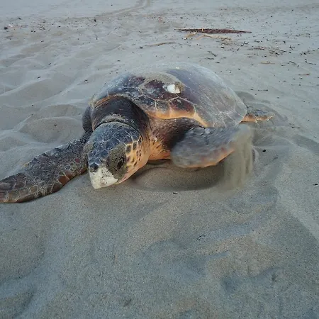 Sisyphos 2* カシュ